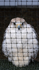 bird in cage