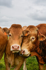 Limousin cattle livestock in Cantabria, Spain