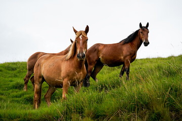 Obraz premium Equine livestock in Cantabria, horses, Valles Pasiegos, Spain