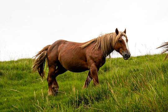 Equine livestock in Cantabria, horses, Valles Pasiegos, Spain
