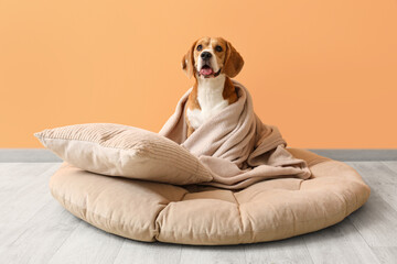 Fototapeta na wymiar Cute Beagle dog with plaid and soft pillow sitting in pet bed near orange wall