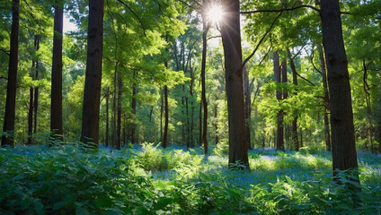 Obraz premium Lush green forest with tall trees, a clear blue sky, and sunlight filtering through the leaves, creating a peaceful and natural scene.