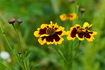 Radiant Yellow Flowers in Full Bloom