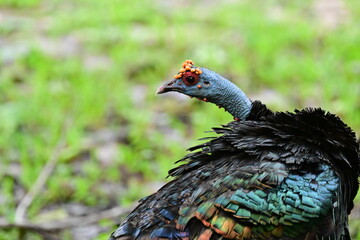 male ocellate dturkey or Guajolote Ocelado which has orange-red fleshy knobs on its naked bule head and spurs like a rooster in north west part in Belize, and is threatened throughout its range