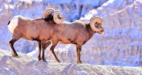 mountain goat in the mountains