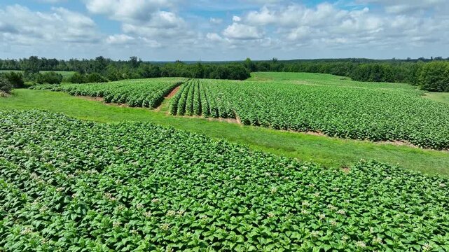 Aerial of tabacco plants in bloom on plantation in Virginia USA