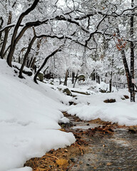 A stream runs through a snow covered forest in the mountains during winter as snowy tree branches hang overhead