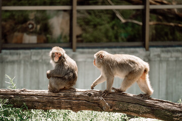 japanese macaque sitting on a tree