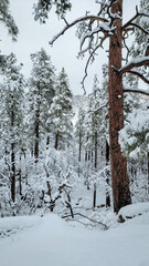 Snow covered trees in a winter wonderland in the mountains 