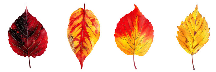 Set of four red and yellow leaves in autumn, isolated on panoramic transparent background, fall season, png file