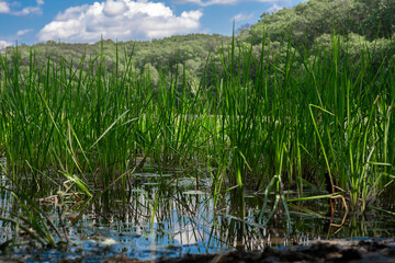 grass and water