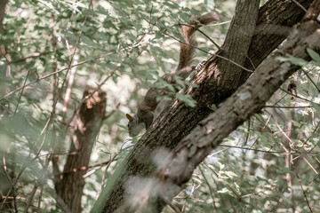 squirrel on tree