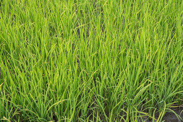 Full frame shot of rice grass field. Grass-covered lawns, prairies and hillsides help prevent erosion by keeping soil in place with their root systems.