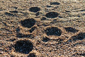 Photo of footprints in coarse beach sand.