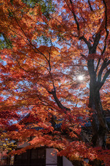 紅葉の小諸城址 懐古園