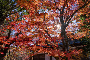 紅葉の小諸城址 懐古園