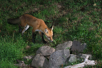Foraging Red Fox.