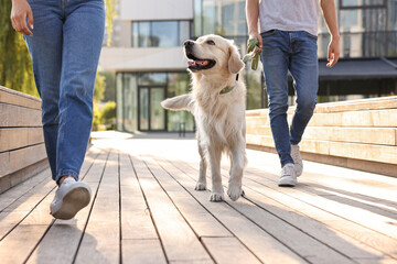 Couple walking with cute Golden Retriever dog outdoors on sunny day, closeup