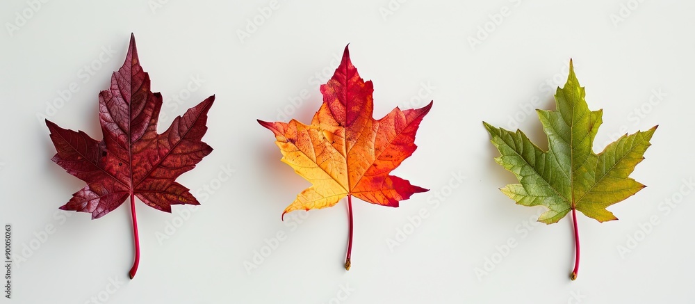 Poster A top down view of three colorful maple leaves on a white background symbolizing various stages of autumn leaf maturity with copy space image