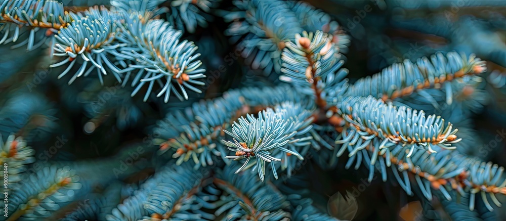 Poster Close up image of fresh blue spruce branches in a Japanese garden setting with copy space for botanical and holiday themes