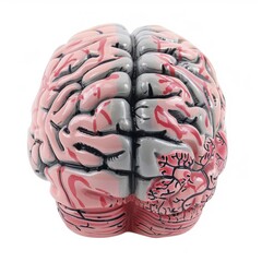 Detailed Brain Model Anatomy Tool in Pink and Grey Digital Illustration Isolated on White Background