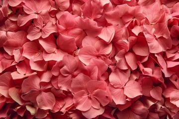 Obraz premium Delicate Petal Patterns. Floral texture delicacy concept
