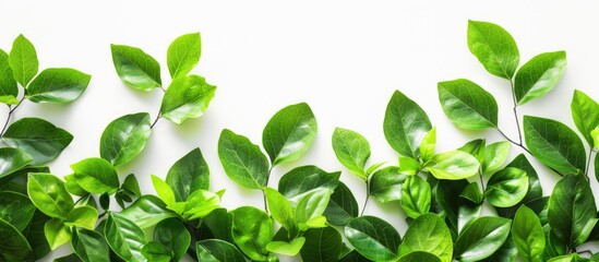 Fototapeta premium Vibrantly green leaves are a picturesque sight against a white background in a copy space image
