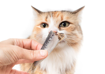 Curious cat with sardine held by pet owner. Cute fluffy kitty smelling raw fish. Healthy raw food...