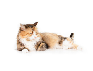 Relaxed cat lying down with tail wagging and eyes half closed. Kitty cat with happy or content body language. Full body of female long hair calico or torbie cat. Selective focus. White background.