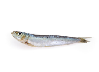 Isolated sardine fish. Single raw fish used for cooking or raw food diet for pets, dogs, cats or barf. Healthy diet. Low mercury oily fish with lots fatty acids. Selective focus. White background.