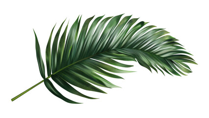 A leafy green plant with a long, thin stem