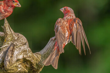Purple Finch on a branch