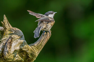 Naklejka premium Chickadee flying off a branch