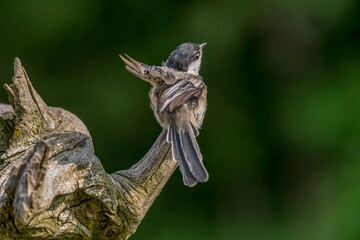 Chickadee on a branch