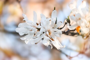 close up of a magnolia flower