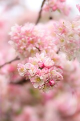 Flowering pink tree blossom