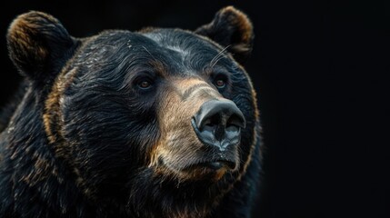 a large black bear with a brown nose and black eyes