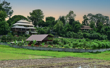 farmers grow rice Rice fields and a wooden hut in the middle of the rice fields