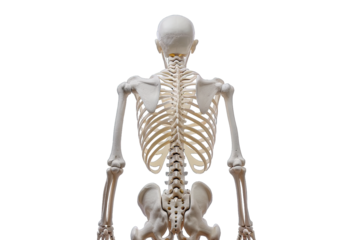 Rear view of a human skeleton model showing spinal column, ribs, and pelvis