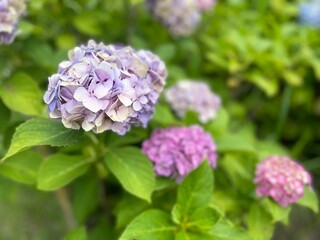 Obraz premium 紫陽花1