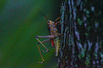 grasshopper on a tree