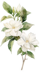 Fototapeta premium FLORES DEL CAMPO EN FONDO BLANCO ESTILO ACUARELA 