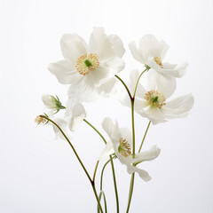 Obraz premium Dry and fresh flowers on white background. Text space available in a flat lay. Close-up still life photo.
