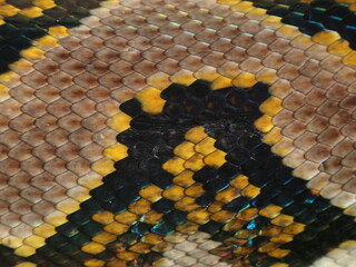Up close the surface texture of the python skin, the color of the scales is very attractive, very...