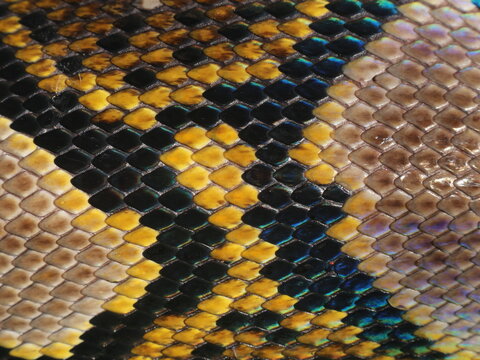 Up close the surface texture of the python skin, the color of the scales is very attractive, very good for the background.