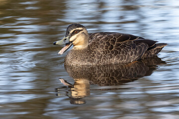 Australian Pacific Black Duck with bill open