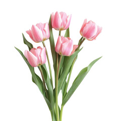 Fototapeta premium Pink Tulips in Elegant Arrangement