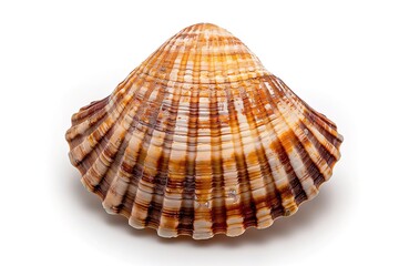 Obraz premium Close-up of a colorful seashell with detailed patterns and textures on a white background, capturing the beauty of marine life.