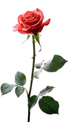 Elegant Red Rose with Green Leaves on a Stem