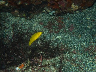 Canary wrasse Juvenile in Izu